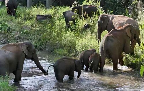 91大象成品视频入口,一网打尽热门影视,尽享视听盛宴